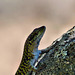 Pascaredda - Lizard