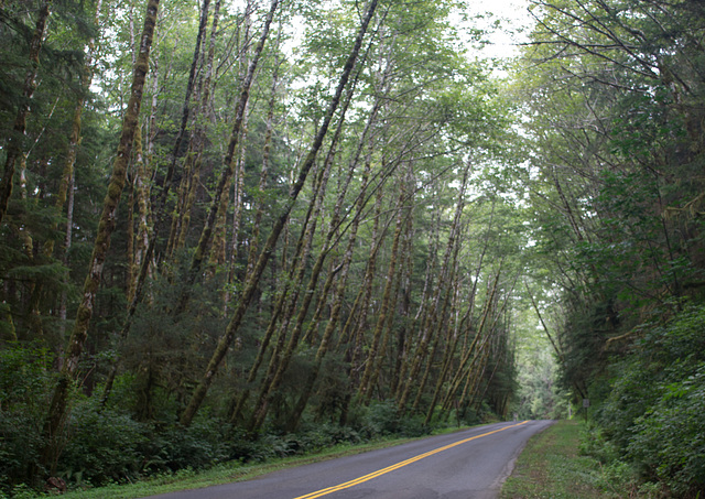 Hoh Rain Forest (#1415)