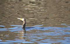 oaw - whn - cormorant 04