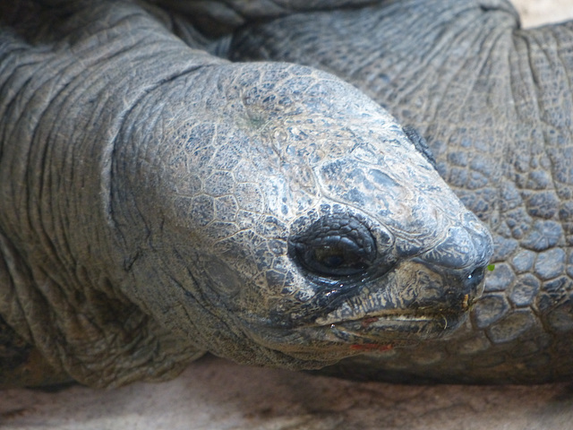 Schönbrunn Zoo (10) - 21 August 2017