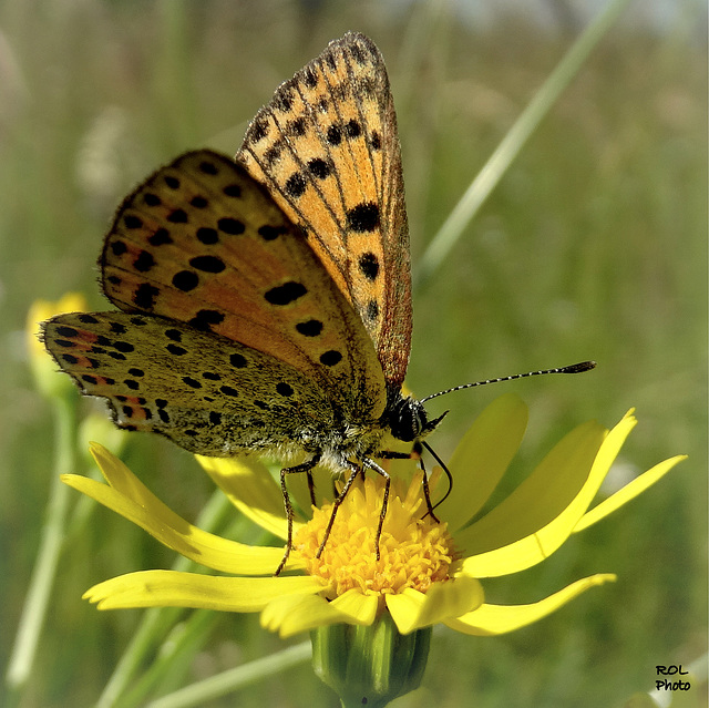 Cuivré fuligineux, Cuivré myope (Heodes tityrus (Poda, 1761)