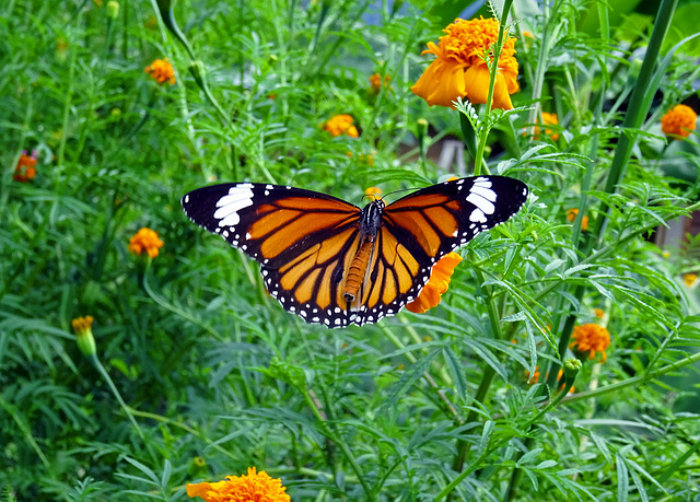 Danaus genutia