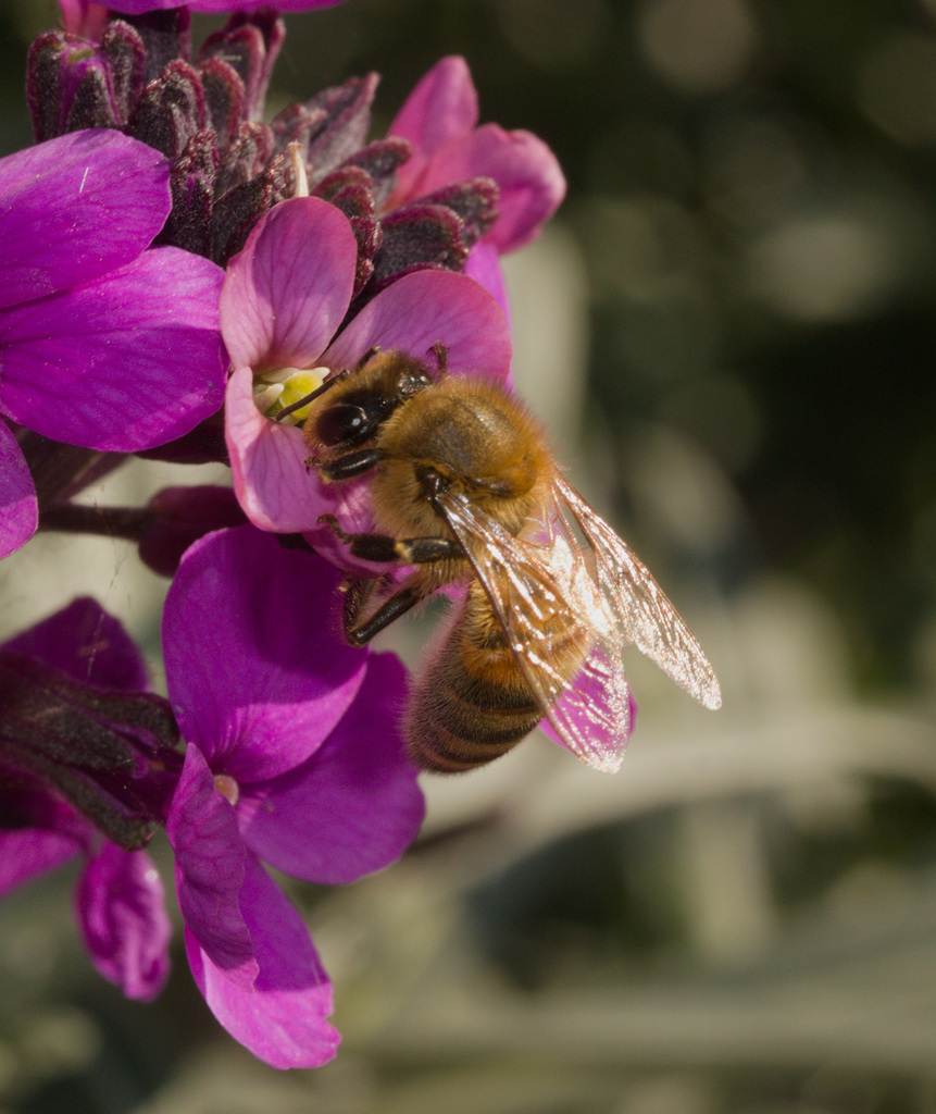 BeeIMG 4252