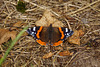 Ein Admiral (Vanessa atalanta) beim Sonnenbad