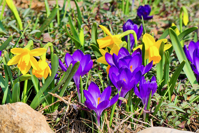 P1360956- Joli mariage de couleurs ! - Jardin. 06 mars 2021