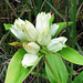 Rare: Gentiana alba***