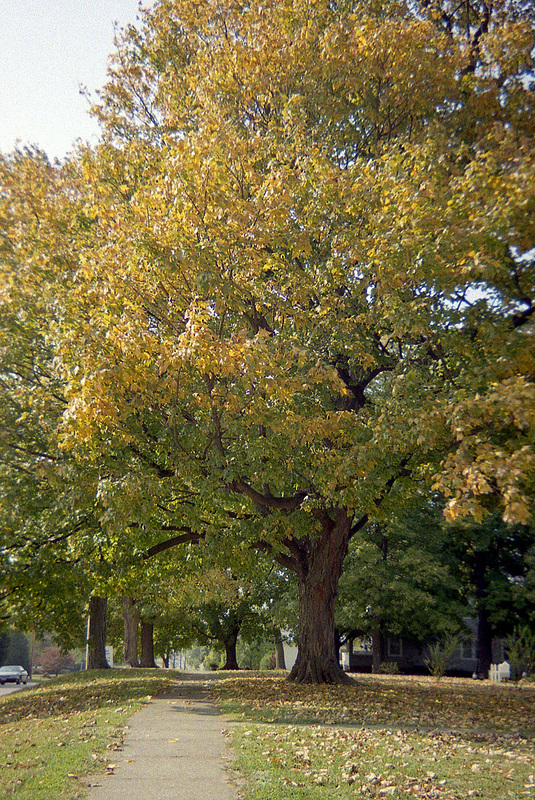 Fall Tree 1999