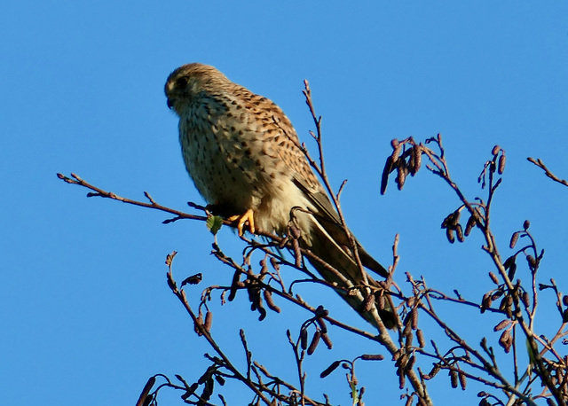 Turmfalke, auf dem höchsten Wipfel