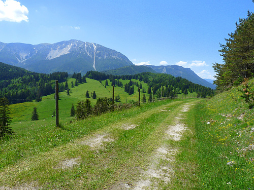 Almwiesen unterm Schneeberg