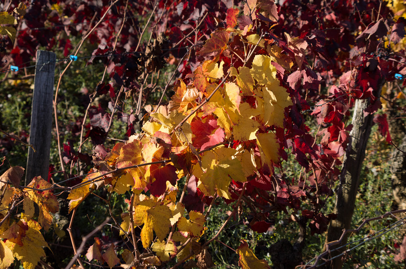 Balade dans le Beaujolais du côté de Theizé