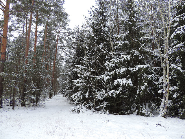 Winterwald - Alexanderdorfer Forst