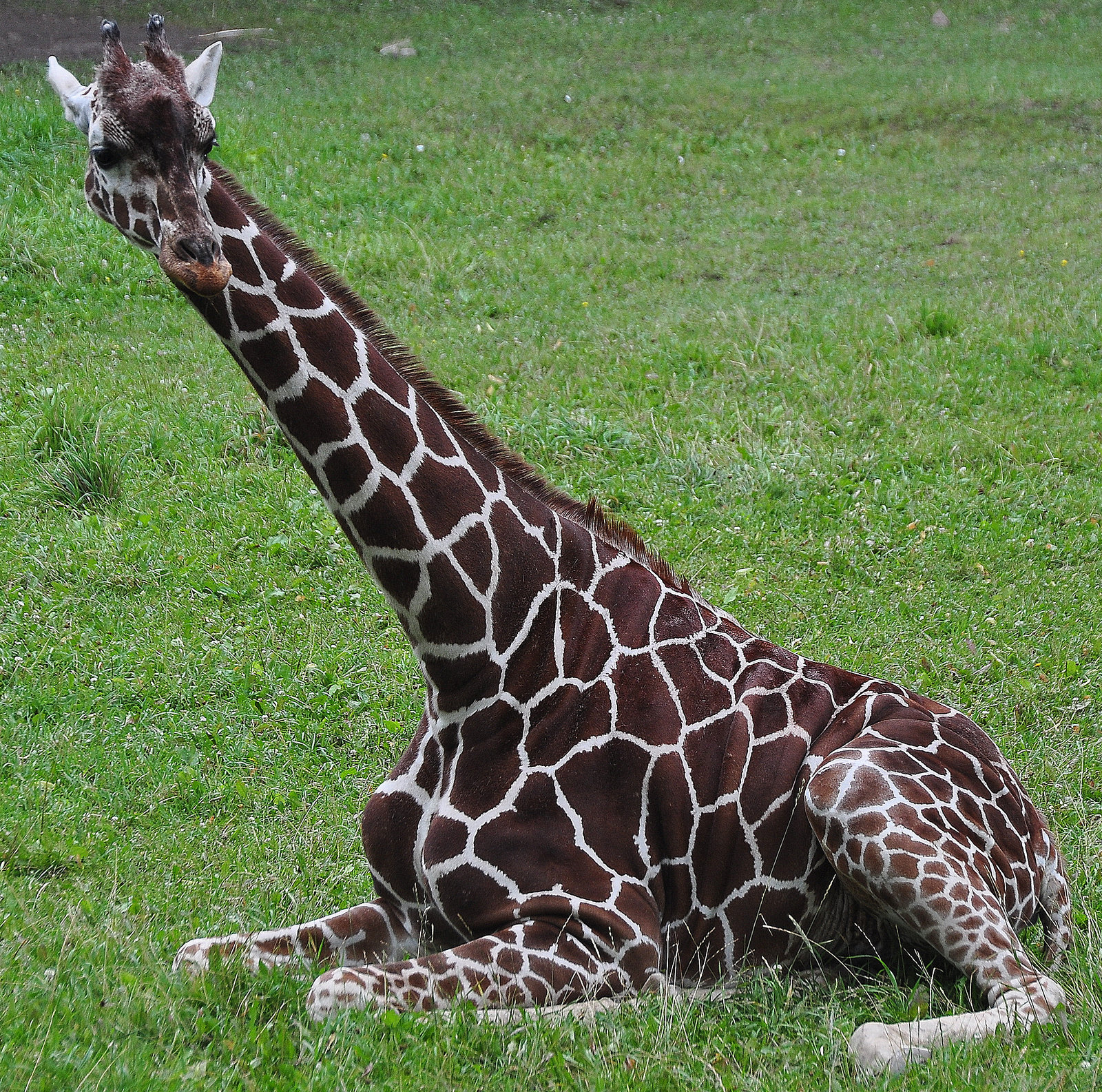 It's a Giraffe!