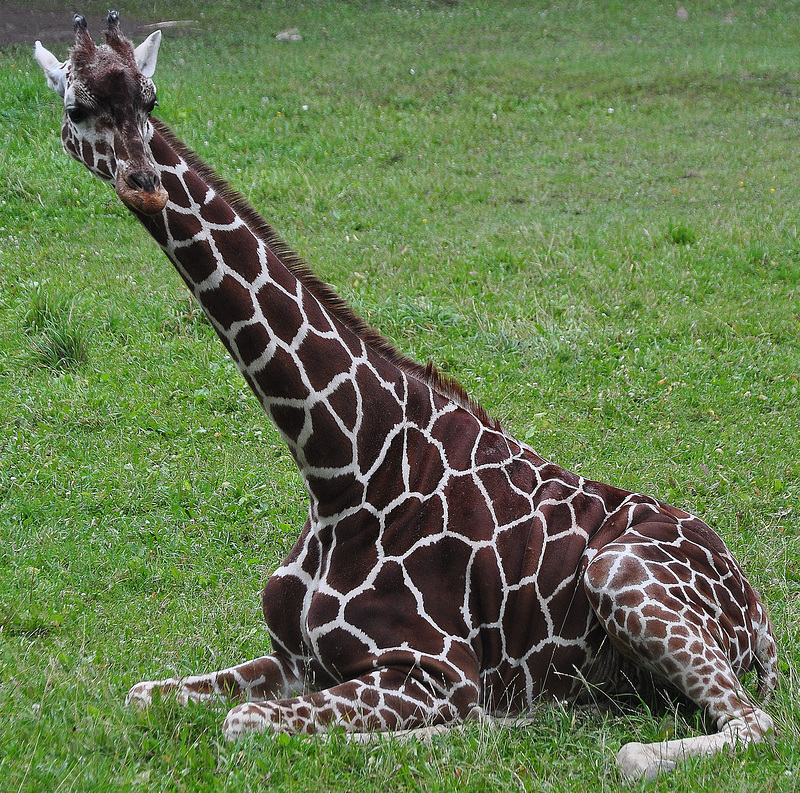 It's a Giraffe!