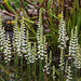Spiranthes odorata (Fragrant Ladies'-tresses orchids) in front yard bog garden
