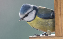 20150215 7010VRTw [D~RI] Blaumeise (Cyanistes caeruleus), Rinteln