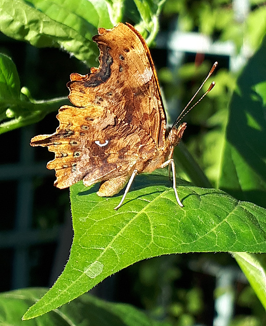 Comma