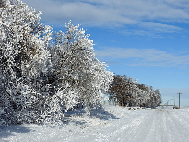 Beauty in winter