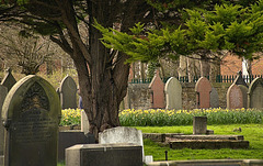 New life "springing up" in Wallsend Cemetery
