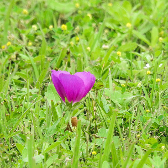 Day 2, Winecup flower, Newbury Park Hummingbird Garden