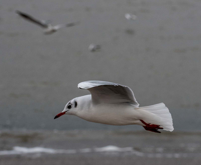 Gull in flight3