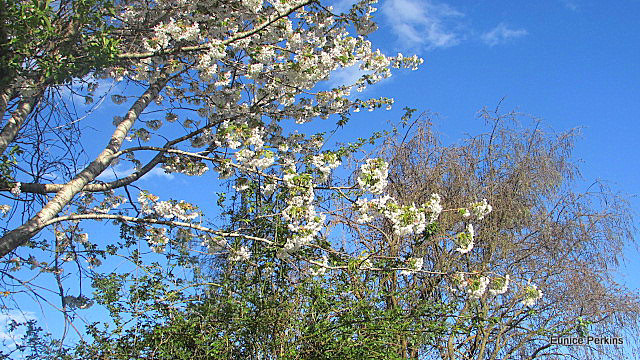 White Blossom.