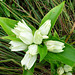 Rare: Gentiana alba***