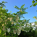 Gewöhnliche Robinie (Robinia pseudoacacia)