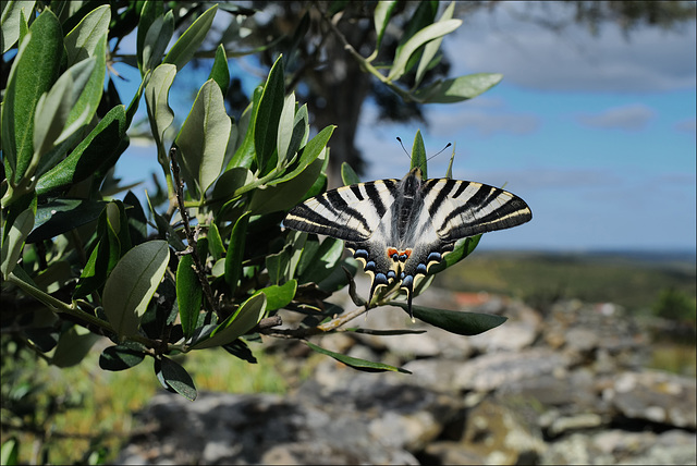 Iphiclides feisthamelii, Iberian scarce swallowtail, Penedos Iphiclides feisthamelii, Iberian scarce swallowtail, Penedos