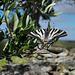 Iphiclides feisthamelii, Iberian scarce swallowtail, Penedos