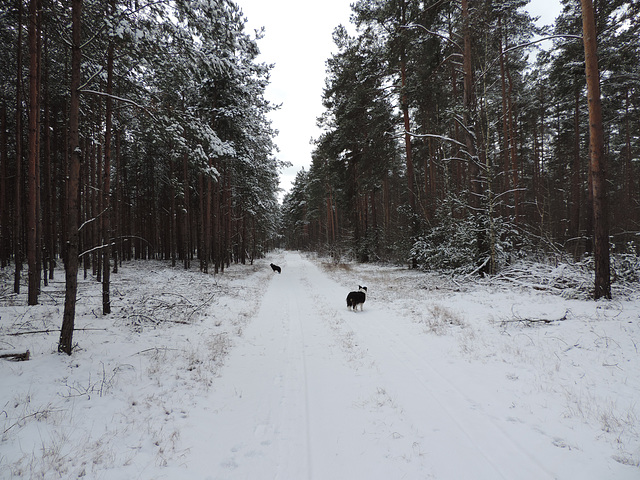 Winterwald - Alexanderdorfer Forst