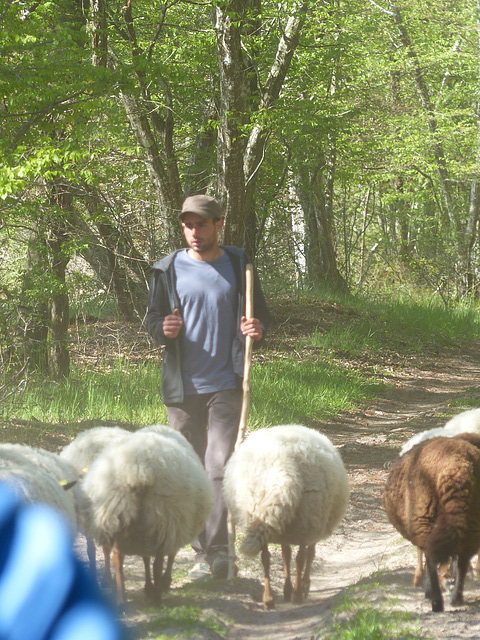 Transhumance du 5 mai 2016