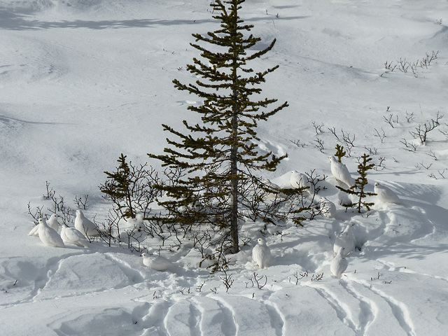 Gathering of the White-tailed Ptarmigan