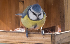 20150215 7015VRTw [D~RI] Blaumeise (Cyanistes caeruleus), Rinteln