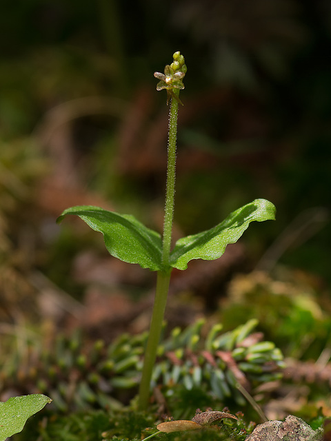 Listera cordata aka Listera cordata (Heartleaf Twayblade orchid)