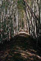 "Wilderness Park" bamboo forest in Prattville, Alabama