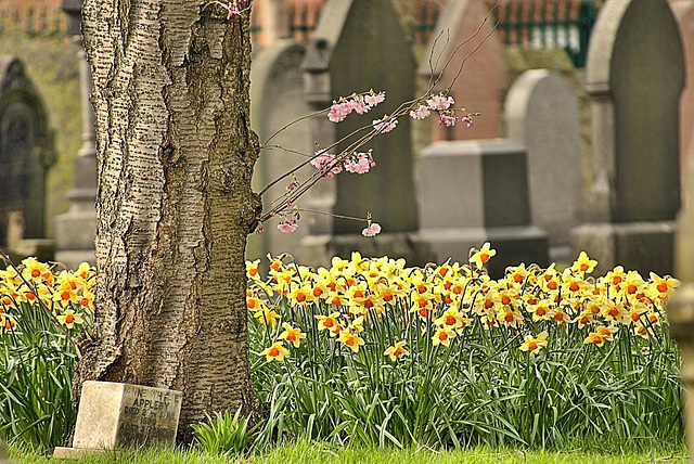 New life "springing up" in Wallsend Cemetery