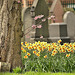 New life "springing up" in Wallsend Cemetery