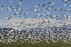 Snow Geese