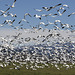 Snow Geese