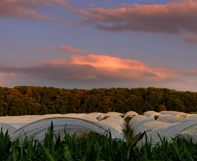 Strawberry field