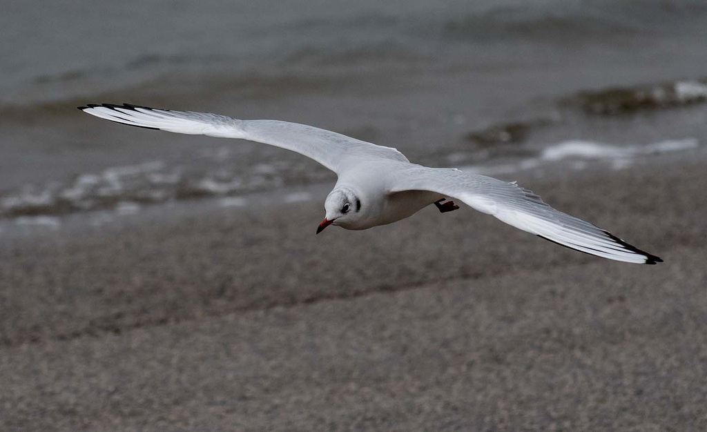 Gull in flight4