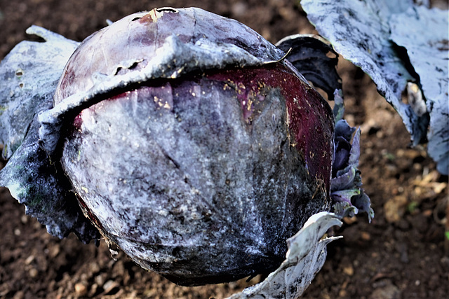 Brassica oleracea