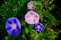 Ipomoea purpurea