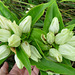 Rare: Gentiana alba***