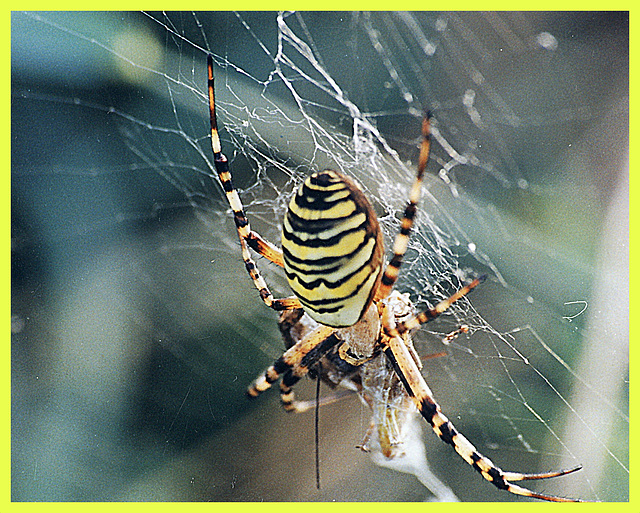 Argiope Bruenichi