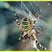 Argiope Bruenichi