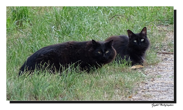 Les Chats Noirs ...