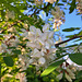 Gewöhnliche Robinie (Robinia pseudoacacia)