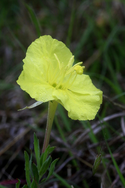 Western Primrose