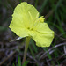 Western Primrose